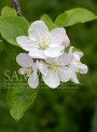 リンゴの花のイメージ写真