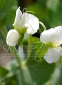 エンドウ豆のイメージ写真